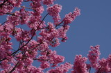 青空に咲く満開の桜の花