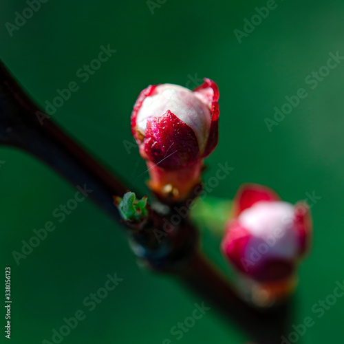 Pink undissolved light of a young apricot in the spring garden photo