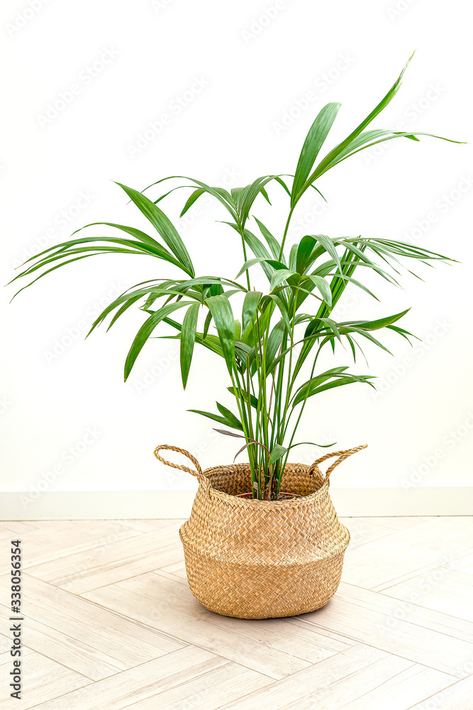 Home plant in wicker basket at home. Room with plants. Vertical format