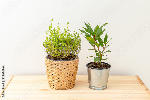 Spicy herb. bay leaf plant and thyme potted plant. Indoor microgreens. Plant home decoration