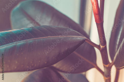 Ficus leaf closeup. tinting. Abstraction. Home gardening photo