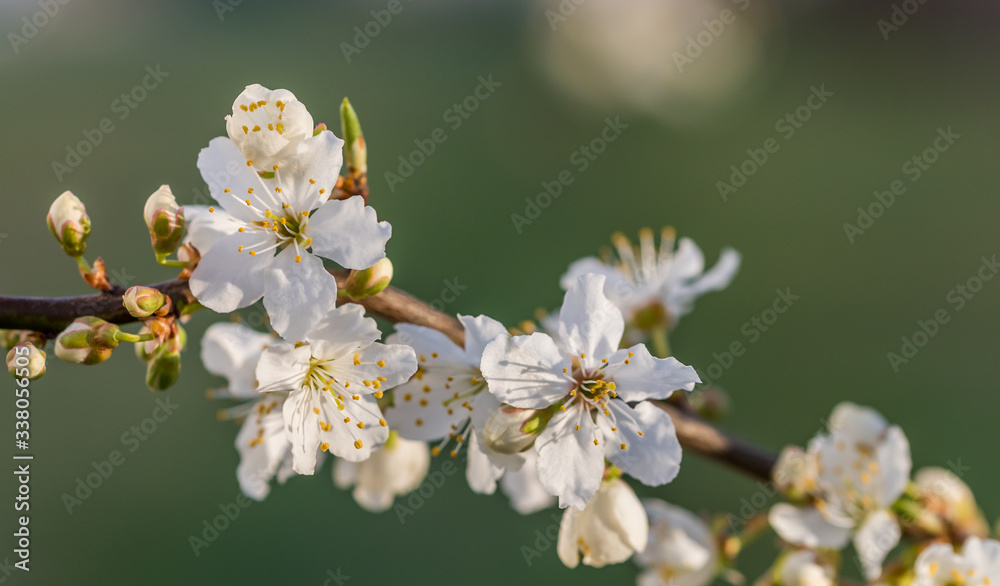 White Plum Tree Blossoms in Spring in Northern Europe White Plum Tree Blossoms in Spring in Northern Europe