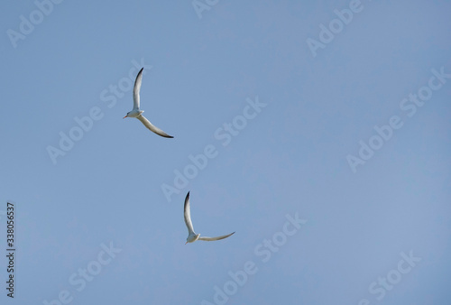 A pair of Saunders tern in flight at Busaiteen coast, Bahrain photo