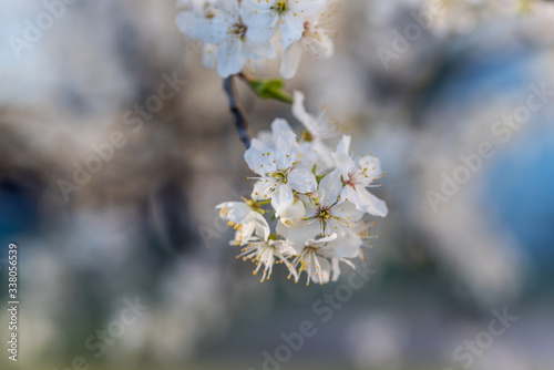 White Plum Tree Blossoms in Spring in Northern Europe
