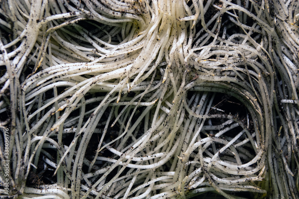 background of the roots of onions intertwined in a web