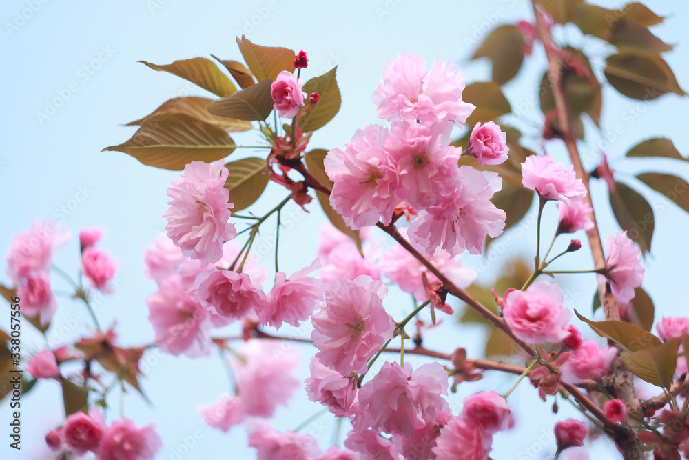 Branch of a blossoming sakura in the spring.