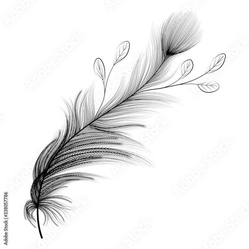 Feathers isolated on a white  background. Vector illustration.