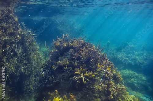 Fototapeta Naklejka Na Ścianę i Meble -  underwater landscape reef with algae, sea north, view in the cold sea ecosystem