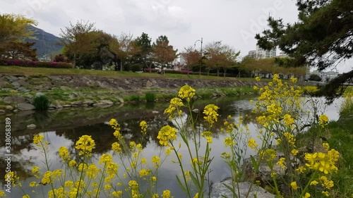 yellow flowers swaying in the wind