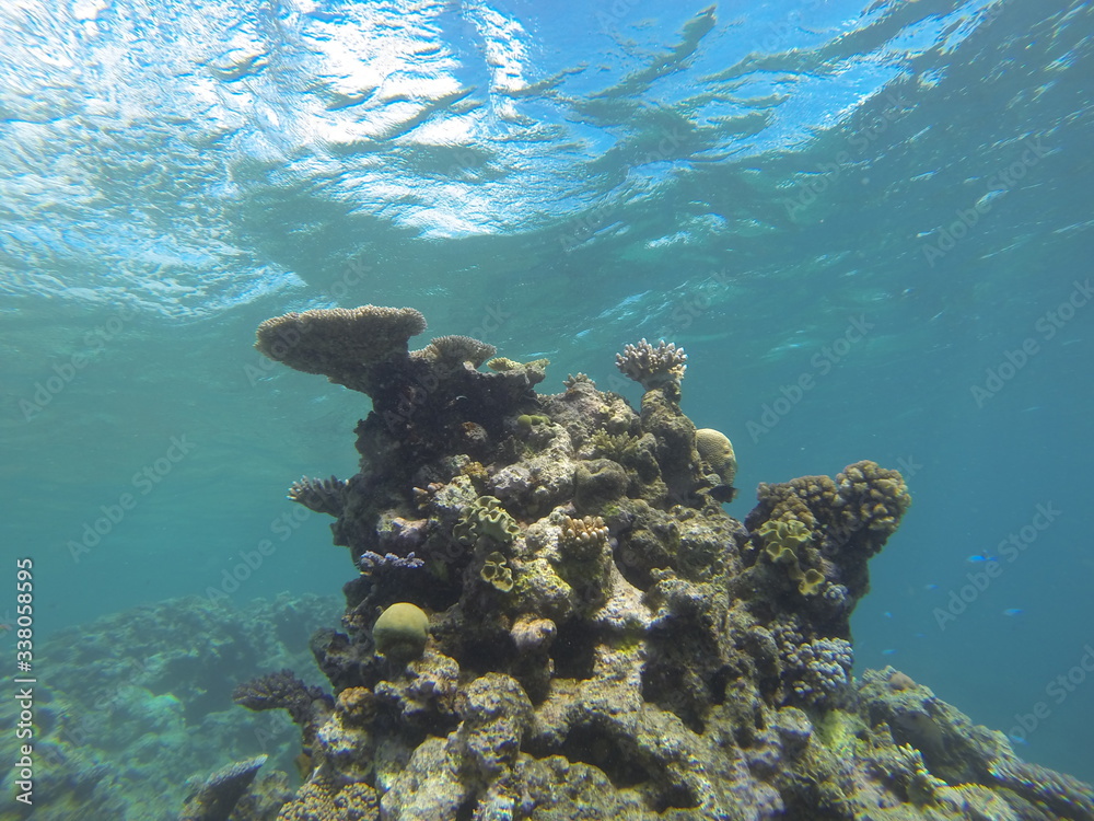 Fototapeta premium corail Australie barrière 