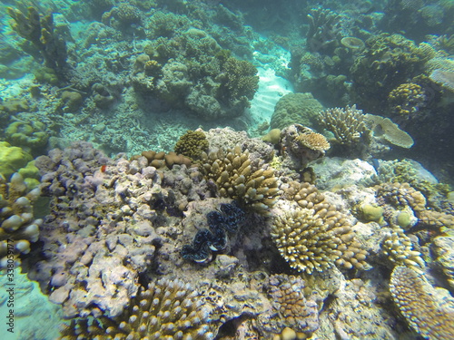 corail Australie barrière 
