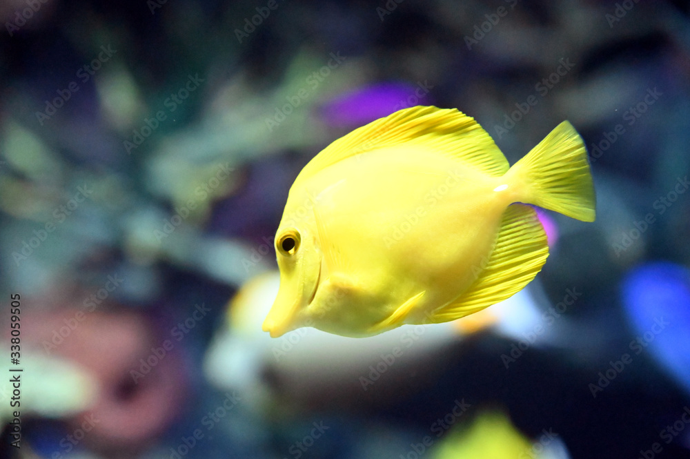 とがった口が可愛い小さなキイロハギの泳ぐ姿(日本の東京池袋サンシャイン水族館) とがった口が可愛い小さなキイロハギの泳ぐ姿(日本の東京池袋サンシャイン水族館)