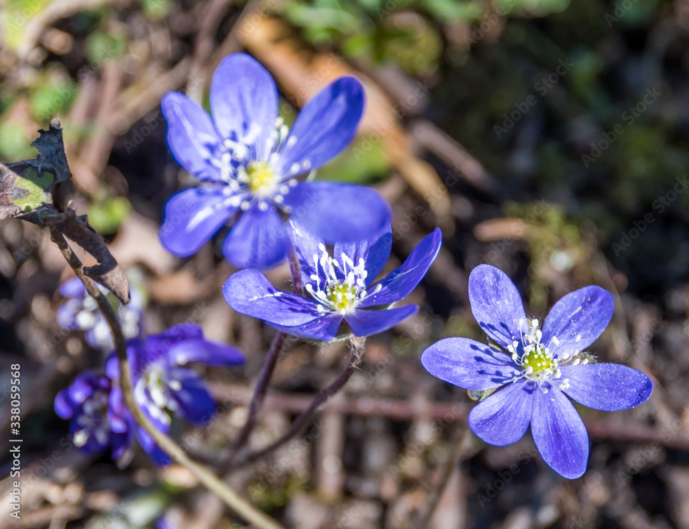 Macro Photograph of Small Purple Wildflowers in a Forest in Spring Macro Photograph of Small Purple Wildflowers in a Forest in Spring