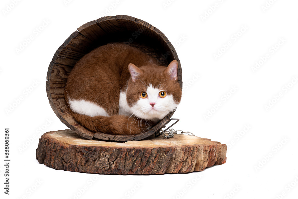 Photography Rare color British cat sitting in a wooden bucket isolated on white studio background