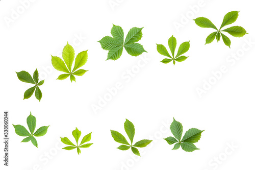 spring leaves of chestnut on white isolated background