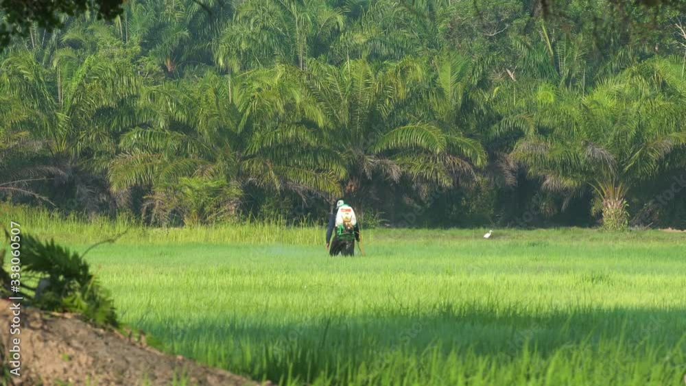 Farmer is using unsafe chemicals in rice field. Farmer is using unsafe chemicals in rice field.