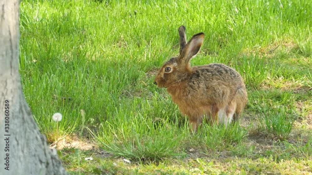 Rabbit on a green meadow