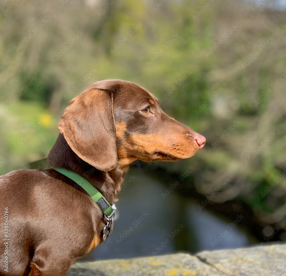 Chocolate and Tan Miniature Dashshund Dog