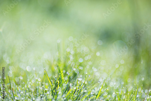 Blurred green background image with elements of round glowing bokeh. Nature background  green grass  dew  bokeh.
