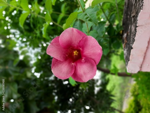 A beautiful Allamanda Blanchetii flower in th home garden