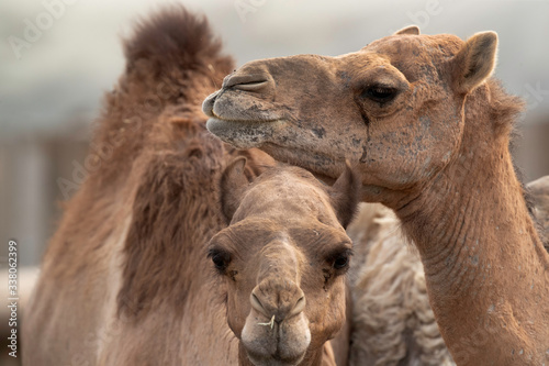 Closeup of Arabian camels, Bahrain © Dr Ajay Kumar Singh