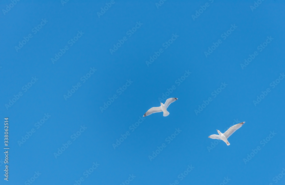 Seagulls Flying in a Clear Blue Sky Seagulls Flying in a Clear Blue Sky