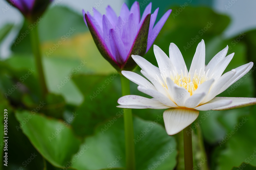 Purple and white lotus flower blooming on a pond with green leaf around. Purple and white lotus flower blooming on a pond with green leaf around.