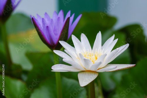 Purple and white lotus flower blooming on a pond with green leaf around.