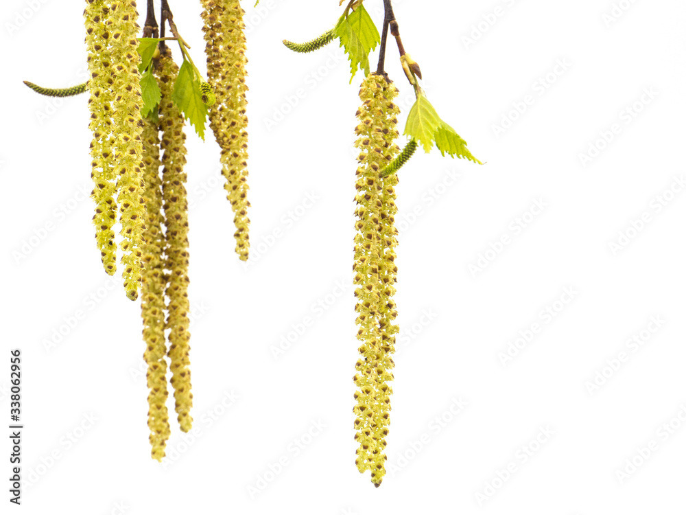 Birch branch. Silver birch catkin isolated on a white background Birch branch. Silver birch catkin isolated on a white background