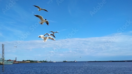 seagulls in flight