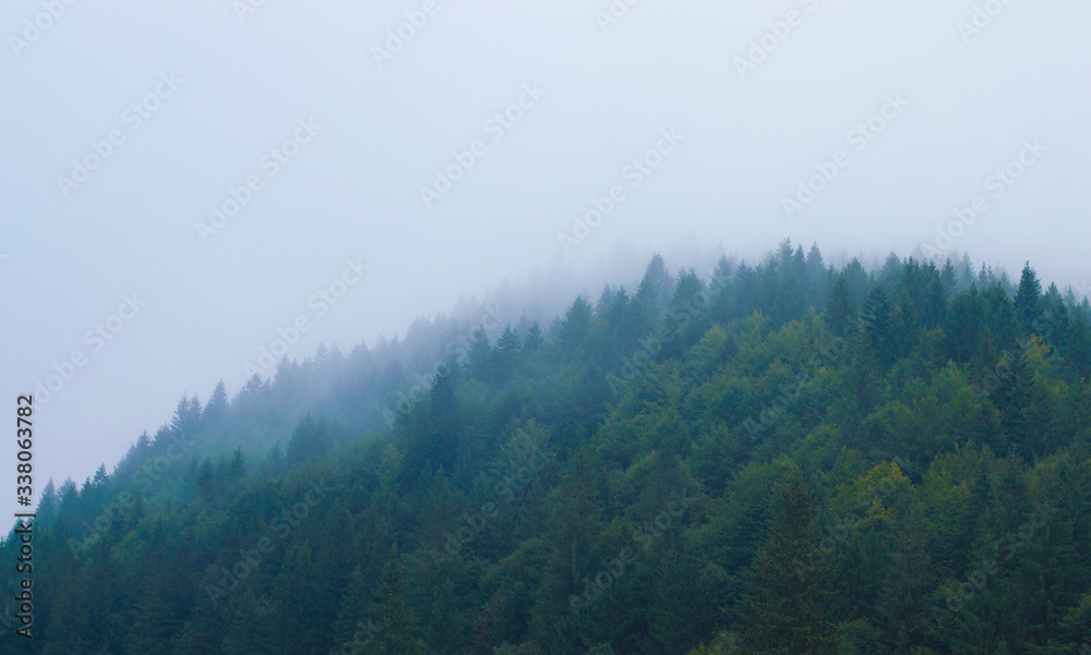 forest in the mountains in a haze against the sky forest in the mountains in a haze against the sky