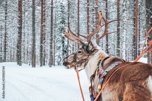 Reindeer in wintertime, Rovaniemi, Finland photo