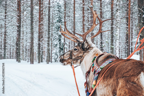 Foto Reindeer in wintertime, Rovaniemi, Finland