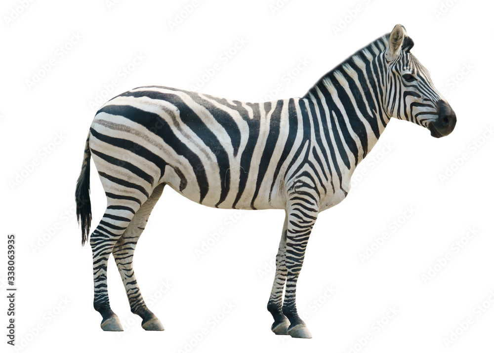 Fototapeta premium zebra na białym tle