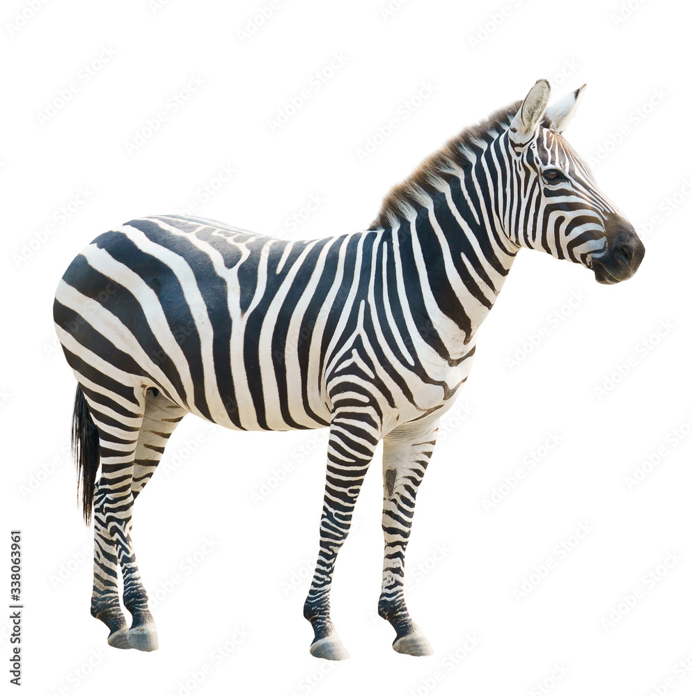 Fototapeta premium zebra isolated