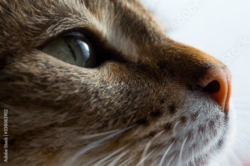 Close frame. European Shorthair cat looks out the window. Profile of a beautiful animal.