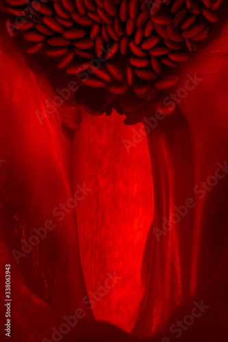 Inside of Paprika. Vegetable Closeup Macro Shot. Vegan Health Concept Background