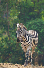 Fototapete Khaki Einsames Zebra in der Savanne  © anankkml