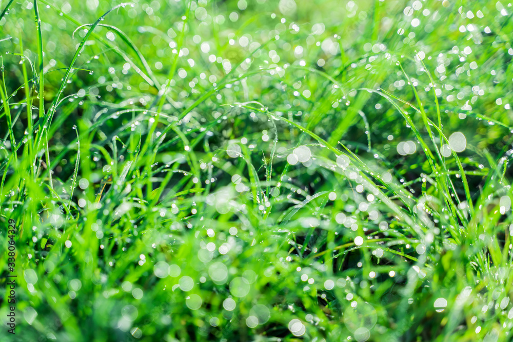 Natural green Eco background of grass in the dew. Dewdrops on the green grass glow in the morning sun. Beautiful bokeh.