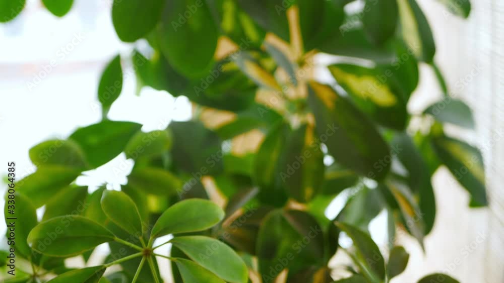 camera moves upward along large Scheffler plant with juicy green leaves. Close-up shot of foliage on a light background, leaves in focus and out of focus camera moves upward along large Scheffler plant with juicy green leaves. Close-up shot of foliage on a light background, leaves in focus and out of focus