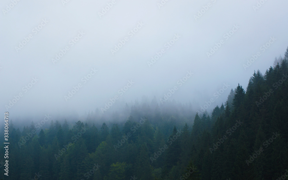 forest in the mountains in a haze against the sky