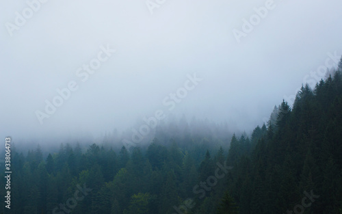 forest in the mountains in a haze against the sky
