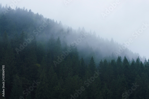 forest in the mountains in a haze against the sky © Serhii  Holdin