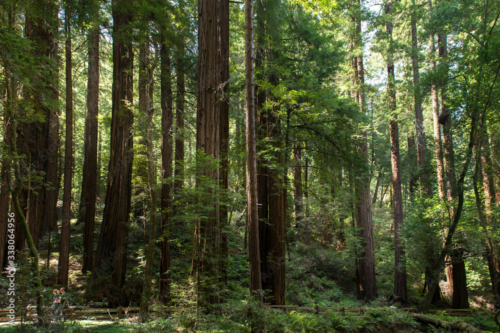 Obraz premium forest in the morning