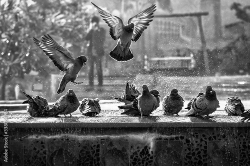 Black and white photo of pigeons in park  photo