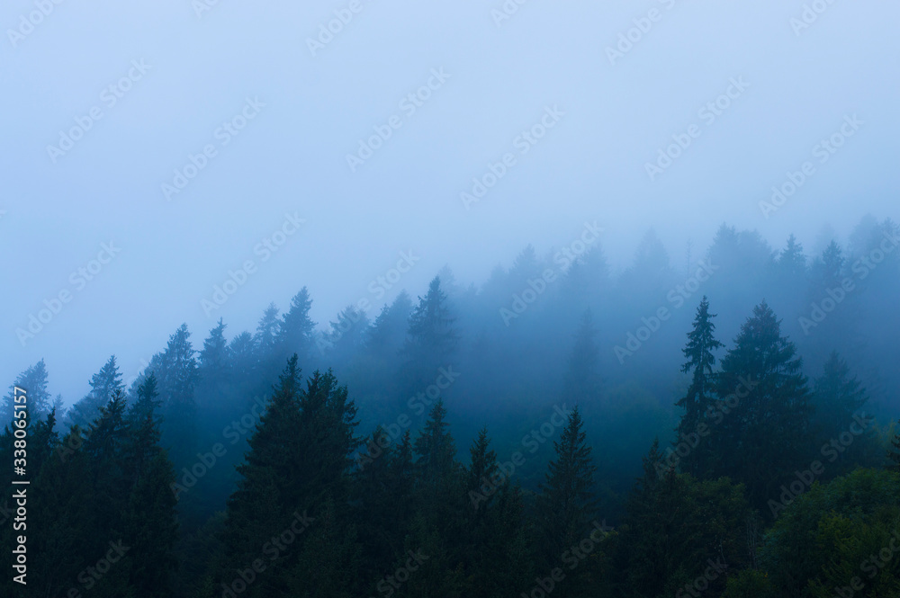 forest in the mountains in a haze against the sky