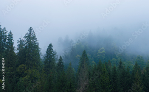 Fototapeta Naklejka Na Ścianę i Meble -  forest in the mountains in a haze against the sky