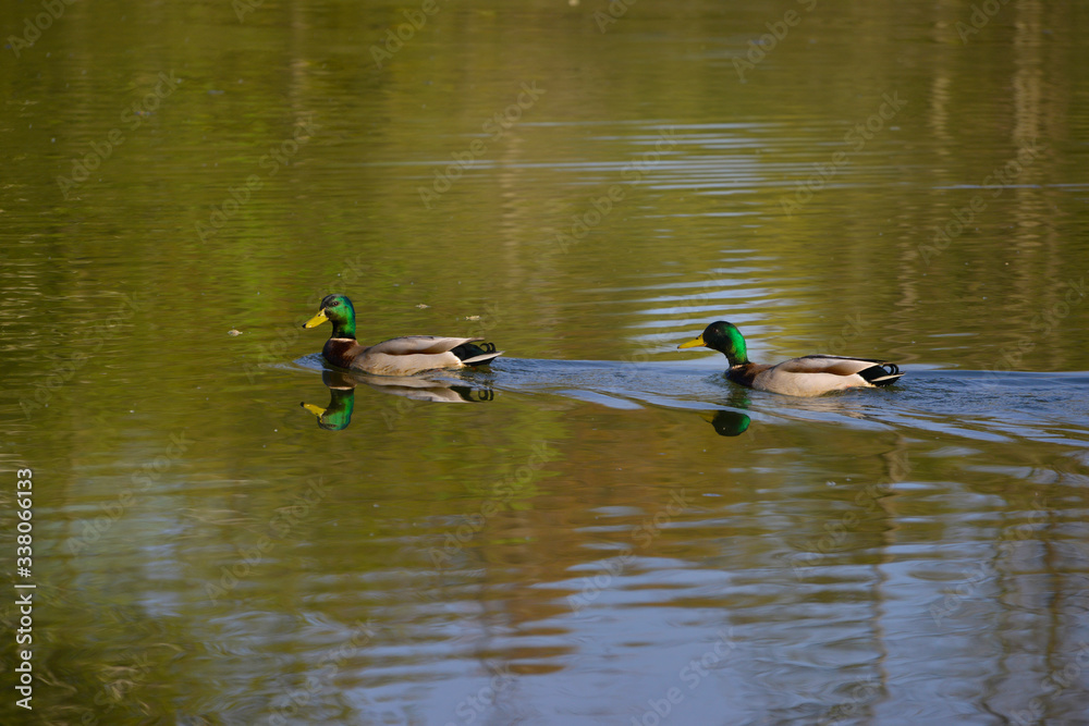Deux canards colverts à la queue leuleu sur l'eau Deux canards colverts à la queue leuleu sur l'eau