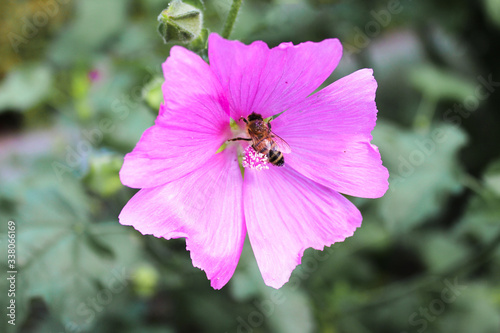 Bee on a Mallow Flower  in german Malve  Malva 