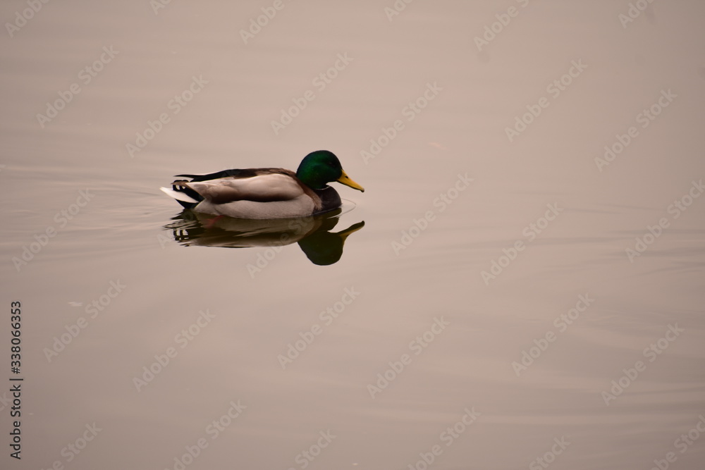 Obraz premium Duck swimming in a pond in King Michael i park in Bucharest Romania